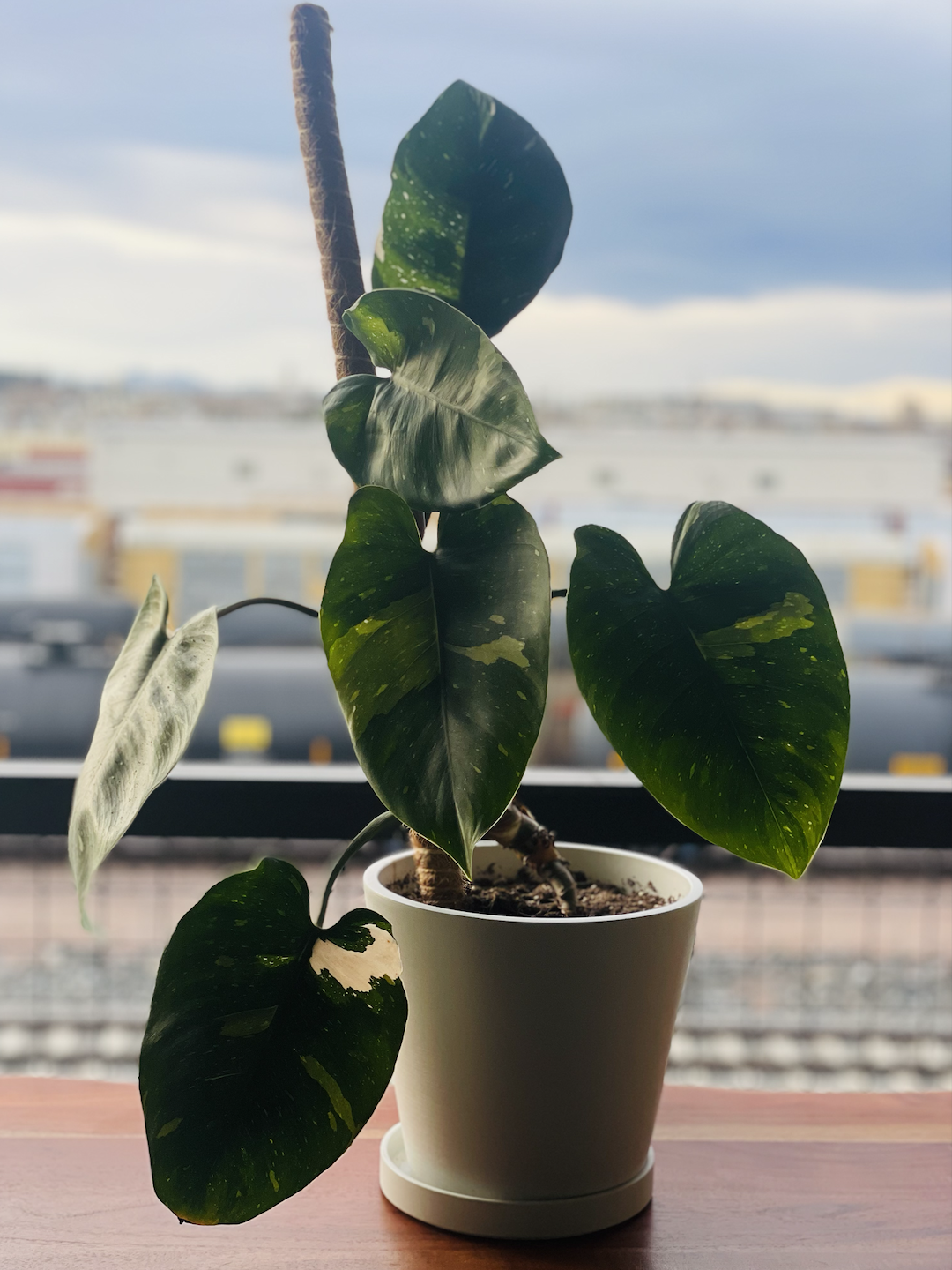 White Knight Philodendron
